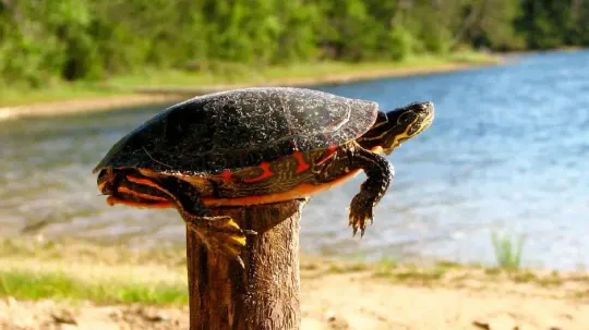 A Turtle 🐢 on a Fence Post