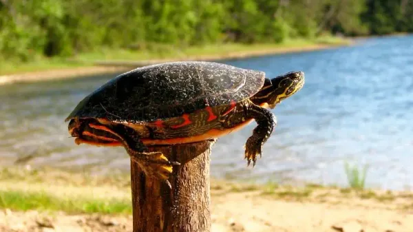 A Turtle 🐢 on a Fence Post